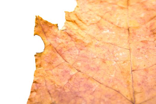 Autumn maple leaf on white background. Background, shallow DOF