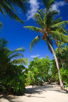 coconut trees couple on blue sky in paradiese