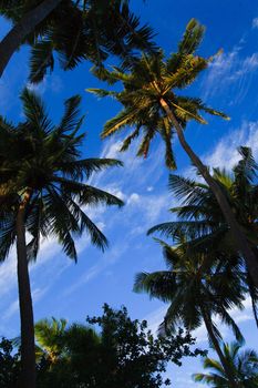 coconut trees couple on blue sky in paradiese