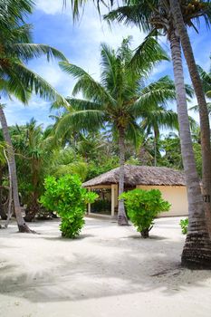 coconut trees couple on blue sky in paradiese