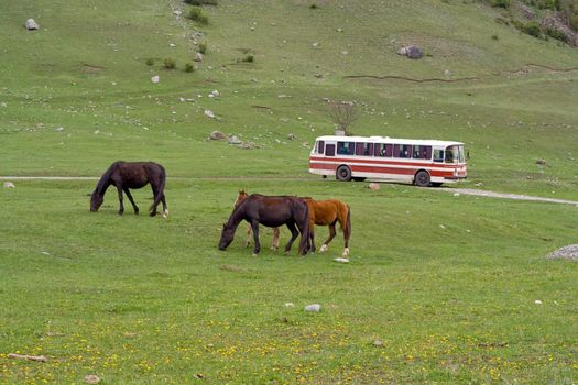 horses and bus on field
