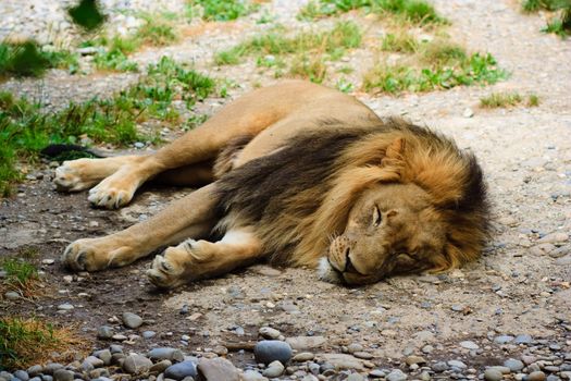 Lion relaxing in the grass