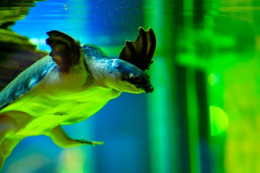 Turtle swiming like flying at Maldives