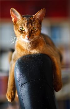 verry cool and wounderful young abyssinian cat photo