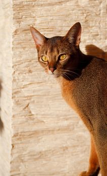 verry cool and wounderful young abyssinian cat photo