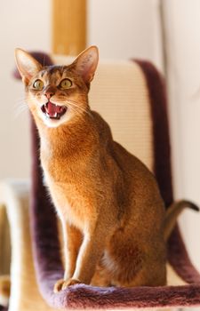 verry cool and wounderful young abyssinian cat photo