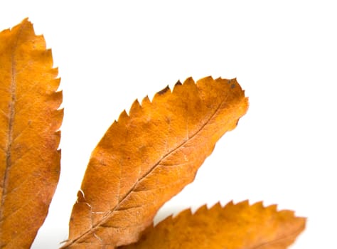 Autumn leaf of a mountain ash. Isolation on a white background. Macro