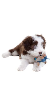 Young and cute bearded collie pup of 8 weeks