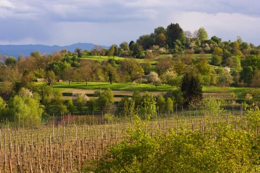 green wine field and blue sky