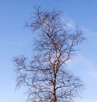 Birch in the winter without leaves against the blue sky