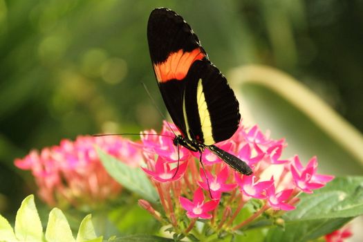 A colorful butterfly on lush tropical vegetation.