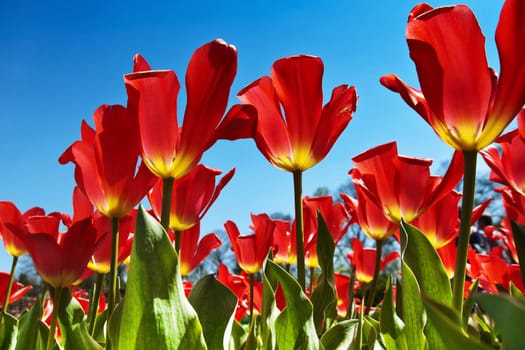 Typical closeup view of a field of red tulips in the spring