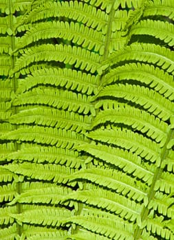 beautiful green background of fern leaves