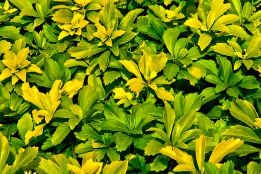 beautiful background of yellow-green leaves