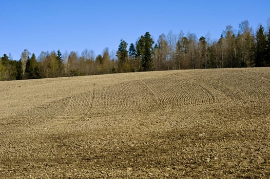 Field in the spring time near Oslo, Norway