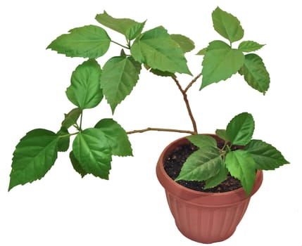 Rose bush in pot for sprouts on white background