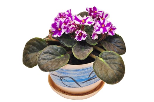 Violet flowers in pot on white background