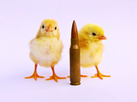 Two chicks (born two days before the photo was taken) and a bullet cartridge. The chicks are looking forward, with a tough look. I don't know the scientific name of these specie of chickens, but in my country (Portugal), people call them "Galinhas-da-Índia" or "Garnizés".