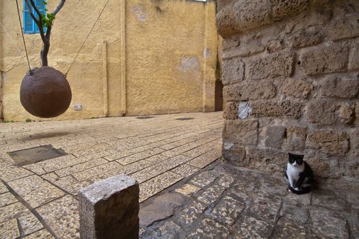 A street black and white cat and hanging tree in the old Jaffa