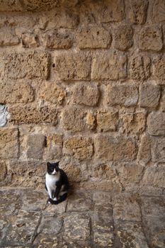 A street black and white cat near the old wall