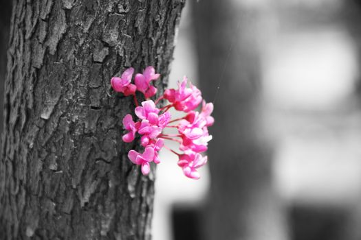 Colorful flowers standing out in this selective color image.