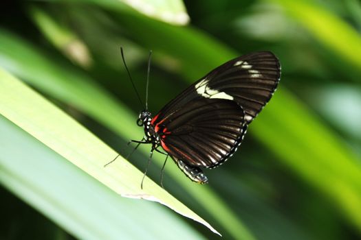 A colorful butterfly on lush tropical vegetation.