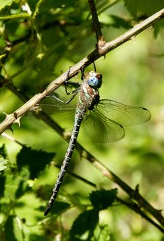 A female blue-eyed darner dragonfly on a limb.