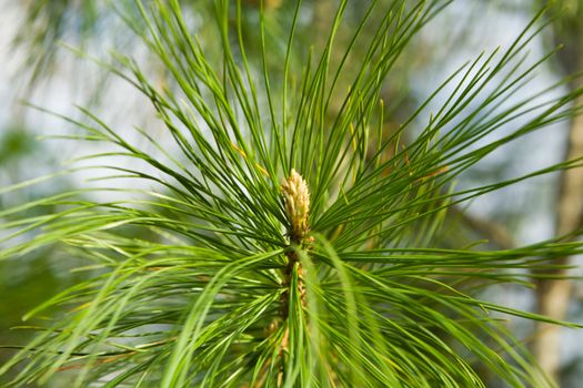 Branch of a cedar in a wood