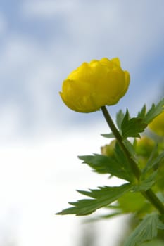 Bud trollblumen on a background of the sky