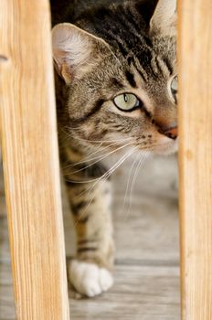 A gray tabby cat behind a fence.
