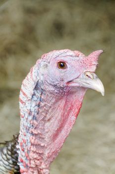 The portrait of a turkey's head.