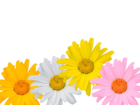 Multi-coloured camomiles on a white background