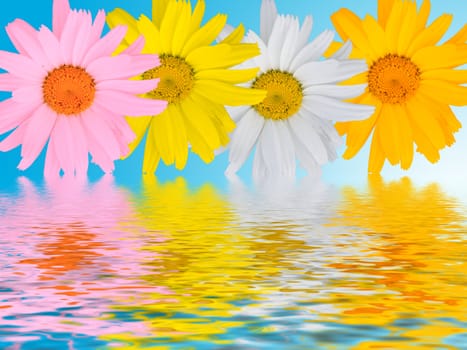 Multi-coloured camomiles on a blue background with reflections