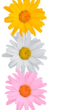 Multi-coloured flowers on a white background