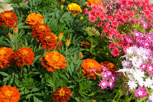 Bed with various flowers