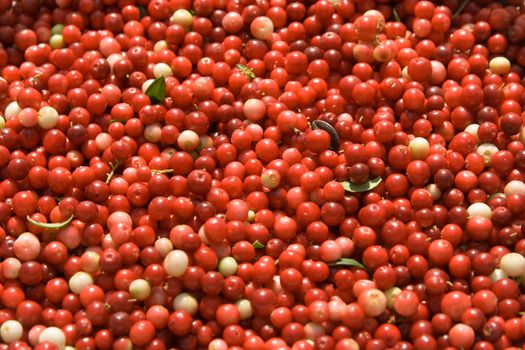 Texture from berries of a red cowberry