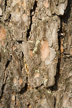 Texture from a pine bark