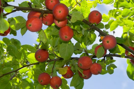 Ripe red apples on a tree