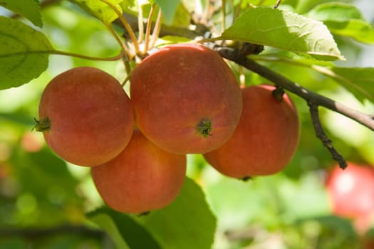 Ripe red apples on a tree