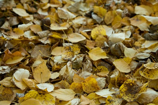 The fallen down autumn foliage. Abstract background.