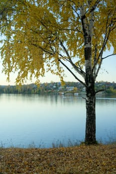 Birch on coast of the river. An autumn landscape.