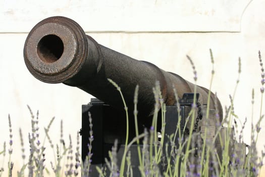 Ancient canon fronted by a bed of lavender