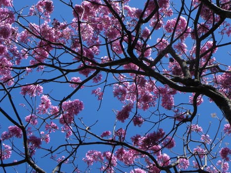 flowers pink in the tree