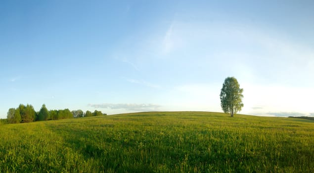 Lonely birch in a field. Landscape. Panorama.