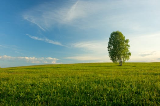Lonely birch in a field. Landscape.
