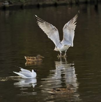 Juvenile herring gull landing on a reflective lake