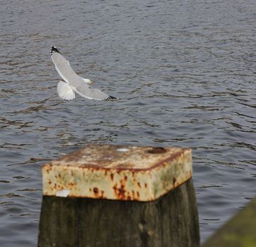 Adult herring gull landing on Amstel river with fully open wing