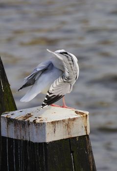 Adult herring gull resting on post along Amstel river, teasing feather, with head embeded among its feathers