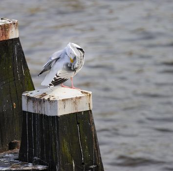 Adult herring gull resting on post along Amstel river, teasing feather, with head embeded among its feathers