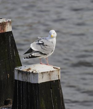 Adult herring gull resting on a post along Amstel river